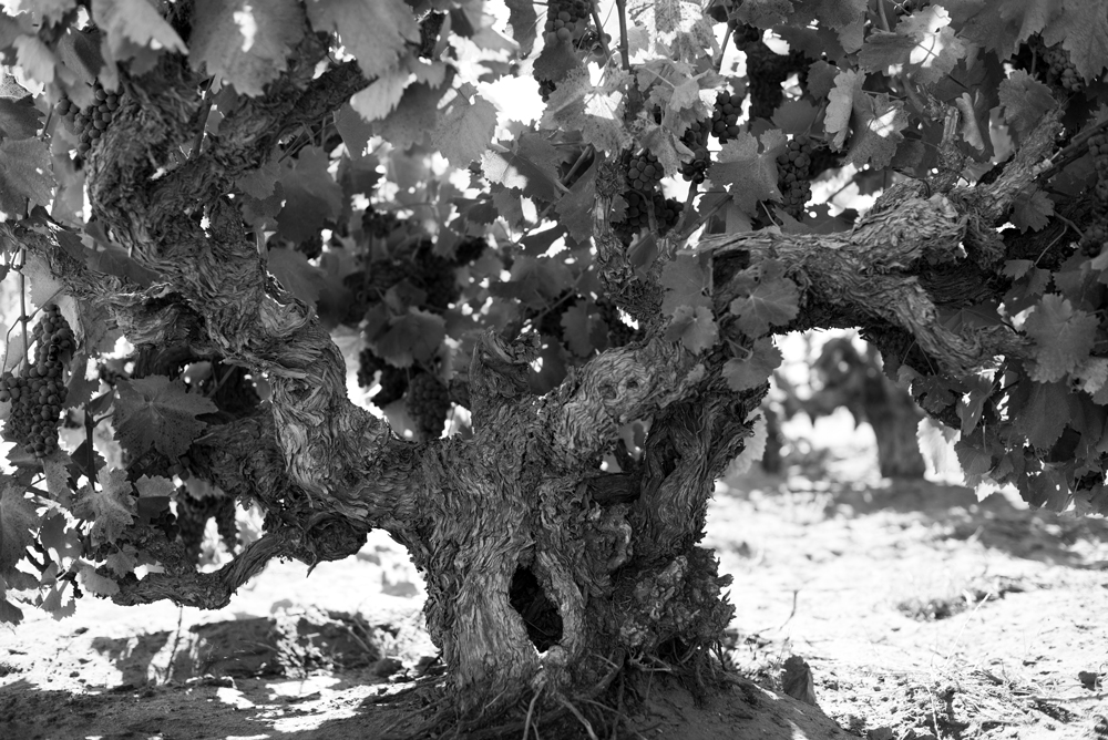 An ancient vine 
