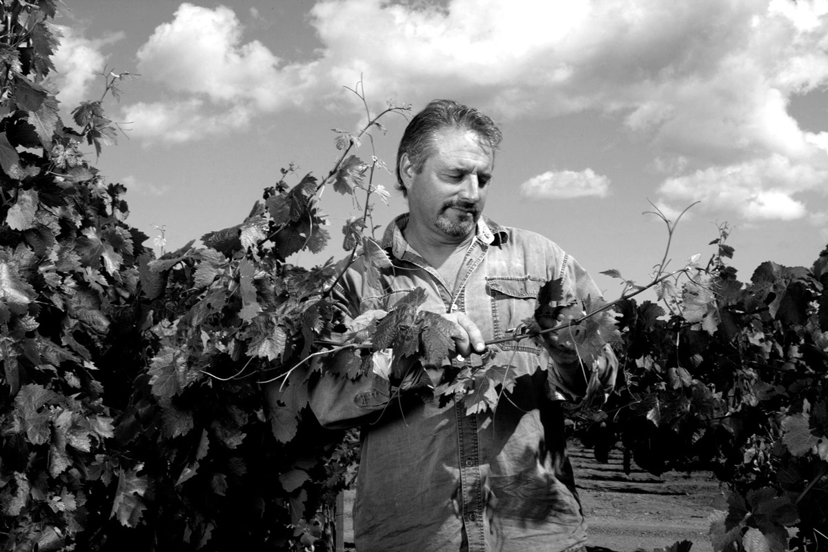 John Teldeschi examining a vine at Teldeschi Ranch