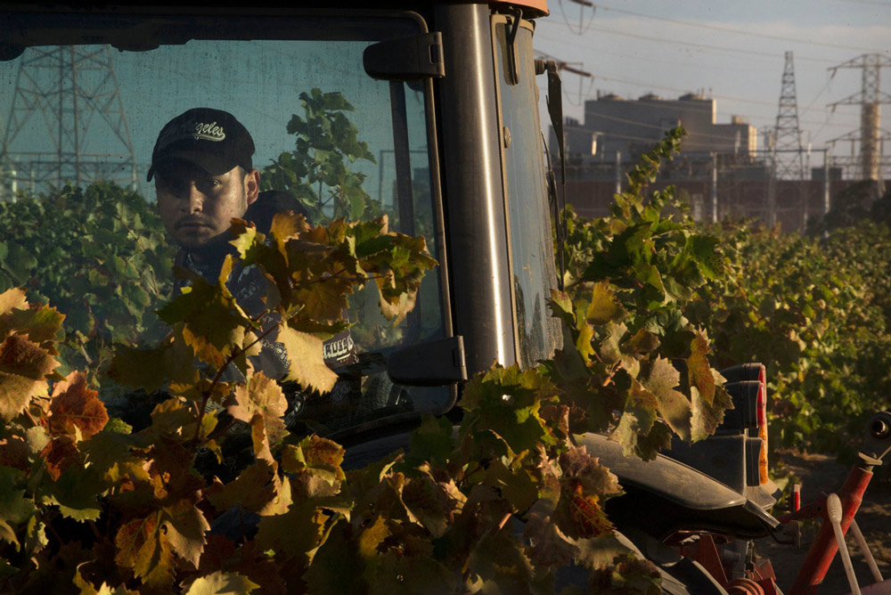 Vineyard worker on a tractor at Evangelho Vineyard