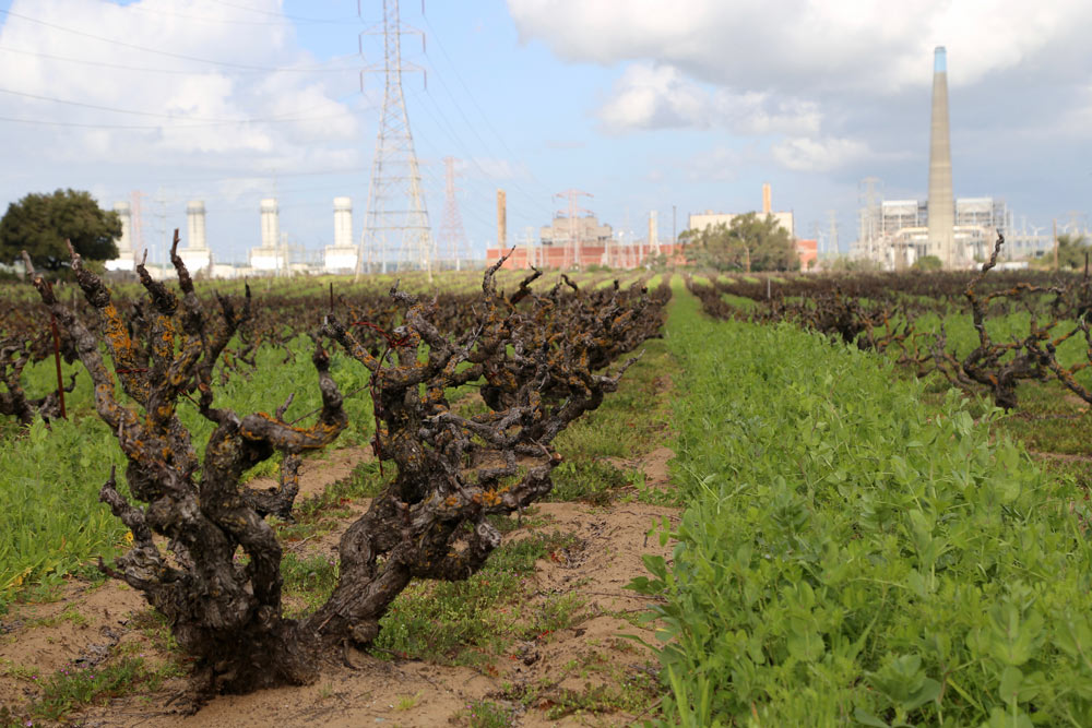Old vines at Evangelho Vineyard