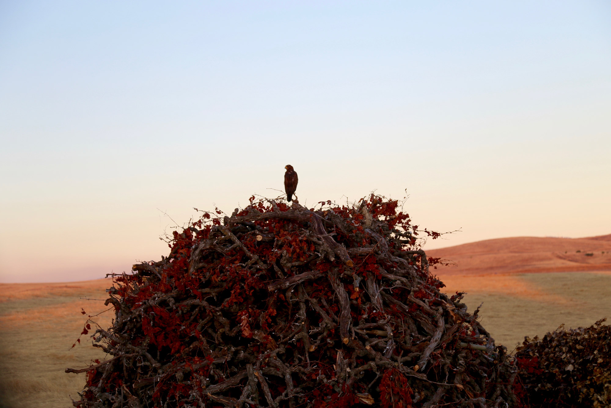 Bird sitting atop vines that have been pulled out at Bedrock Vineyard