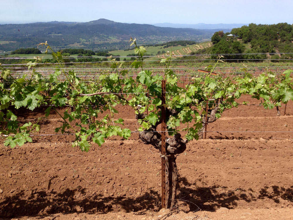 A Cabernet vine at Montecillo Vineyard